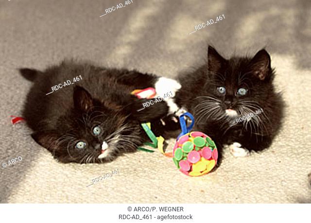 Norwegian Forest Cats kittens 8 weeks black with white with toy