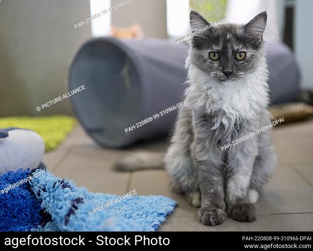 05 August 2022, Berlin: A young Maine Coon sits in her enclosure at the Mother and Child Cat Shelter in Berlin. Photo: Monika Skolimowska/dpa