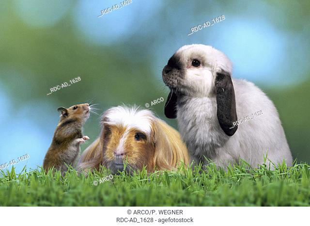 Golden Hamster Coronet Guinea Pig and Lop-eared Dwarf Rabbit