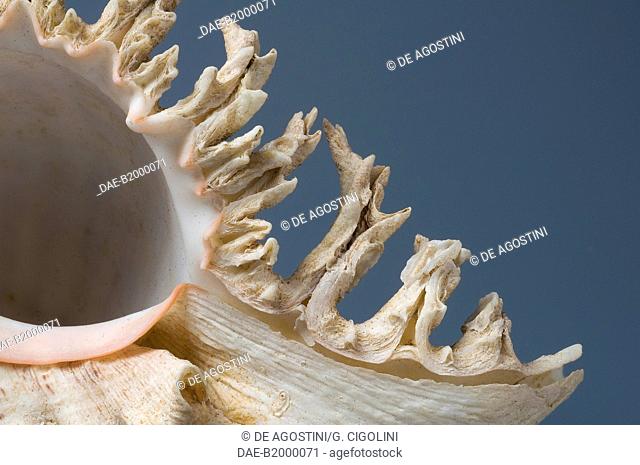 Branched murex shell (Murex ramosus or Chicoreus ramosus), Neogastropoda. Detail.  Private Collection