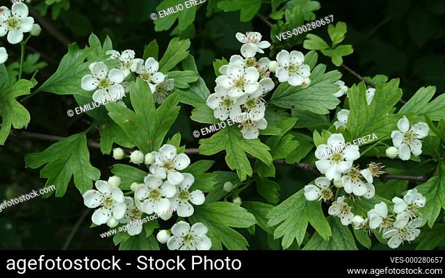 Hawthorn. Medicinal herb. Crataegus monogyna or oxyacantha