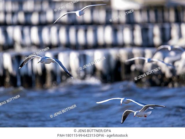 Seagulls fly over a frozen and partially flooded jetty near Stralsund, in Altefaehr, Germany, 15 January 2018. Temperatures below zero degrees have seen a thin...