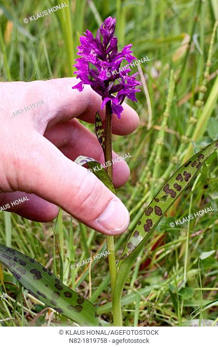Take your hands off from protected species! Broad-leaved Marsh Orchid or Western Marsh-Orchid Dactylorhiza majalis blooming in an wet meadow - Bavaria/Germany