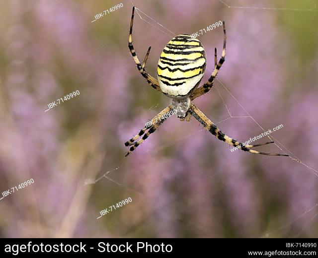 Wasp spider (Argiope bruennichi) or zebra spider in its catching net in the heath, North Rhine-Westphalia, Germany, Europe