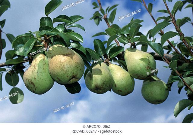 Pears 'Williams Christ' on tree Pyrus communis
