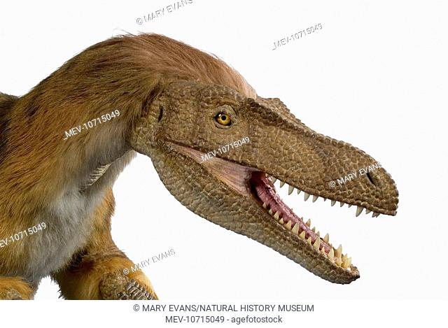 An animatronic model of the dinosaur Velociraptor created by Kokoro for the Natural History Museum's Dino Jaws exhibition running from 30th June 2006 to 15...