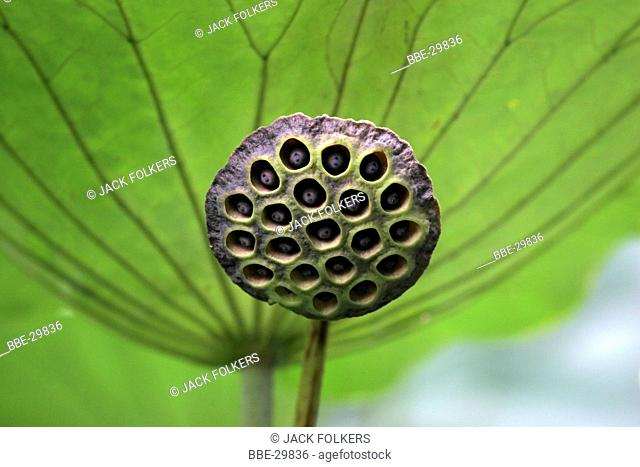 The seed of a lotus flower