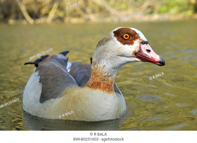 Egyptian goose Alopochen aegyptiacus, swimming on a pond looking towards the camera, Germany