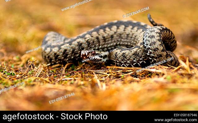 Poisonous common viper, vipera berus, lying on the ground in autumn. Aggressive snake with patterned skin looking with tangled body