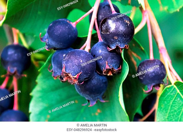 Clusters of ripe saskatoon serviceberries hanging in summer