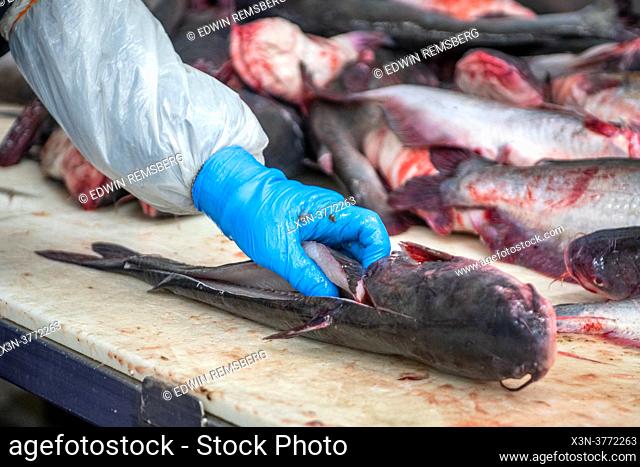 Worker cutting pieces of catfish at seafood packing plant, Jessup, MD