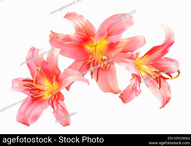 Three delicate pink with yellow lilies flowers close up, isolated on a white background - decorative element for festive, floral or gardening design
