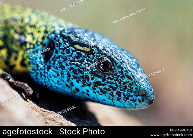 Iberian emerald lizard, Lacerta schreiberi. Head detail of male with breeding coloration. The species is endemic to the Iberian Peninsula (Portugal and Spain)