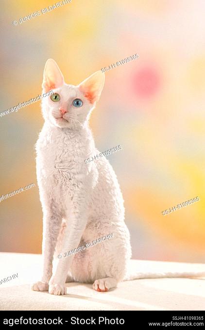 Cornish Rex. An adult sitting cat with different colored eyes. Studio picture Germany
