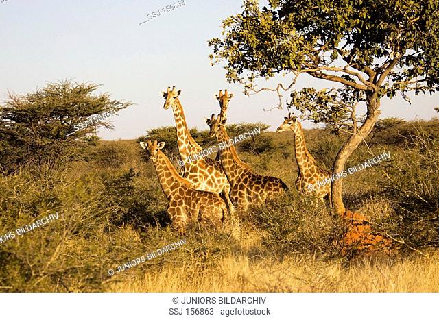 Giraffes - small herd standing / Giraffa camelopardalis