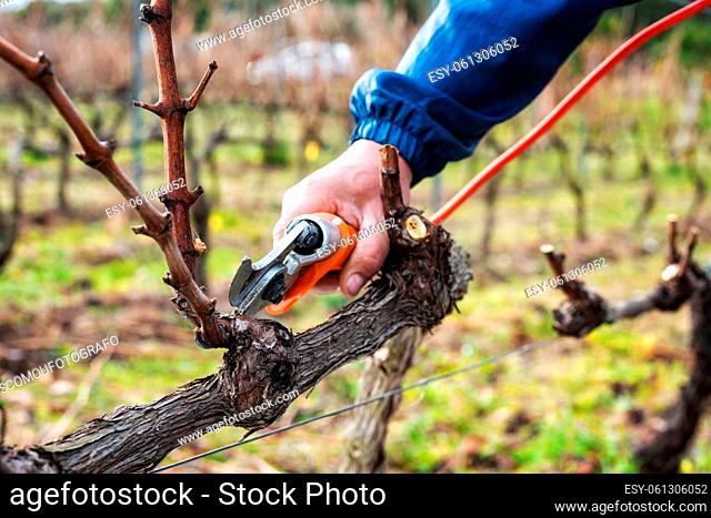Close-up of a winegrower hand. Prune the vineyard with professional battery-powered electric scissors. Traditional agriculture