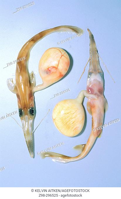 Longnose sawshark (Pristiophorus cirratus) embryos. Deepwater sawshark found over the Continental Shelf in 40-300 m. Commercial species