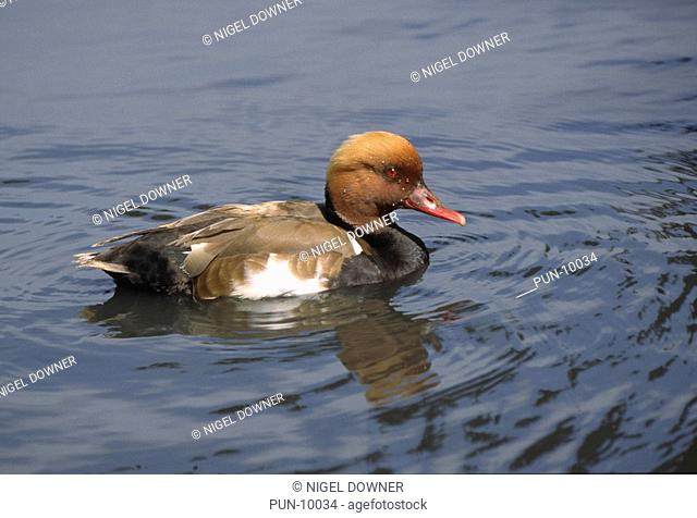 An adult male red-creasted pochard Netta rufina swimming on a lake at the Peakirk Wildfowl Park in Cambridgeshire