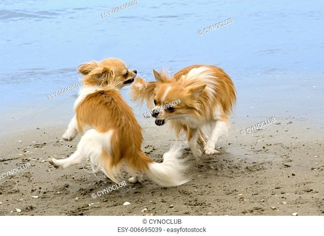two purebred chihuahuas playing on the beach