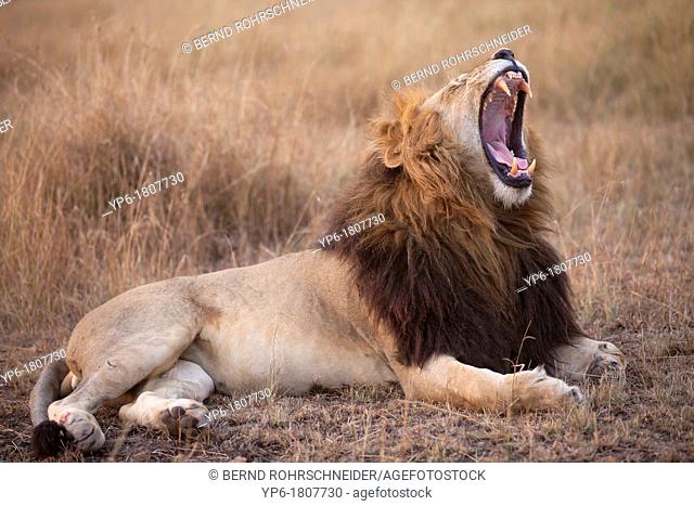 yawning Lion Panthera leo lying in savannah at dusk, Masai Mara, Kenya
