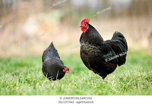 Astralorp Bantam. Rooster and hen on a meadow. Germany