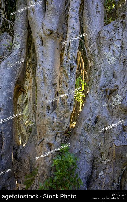 Canary canary islands dragon tree (Dracaena draco), Dragos Salvatierra, Santo Domingo, La Palma, Spain, Europe