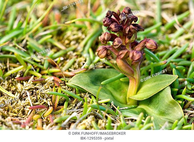 Frog Orchid (Coeloglossum viride) in a meadow, Fair Isle, Shetland, Scotland, United Kingdom, Europe
