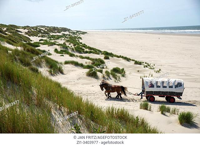 horse cart on beach at Terschelling, Holland