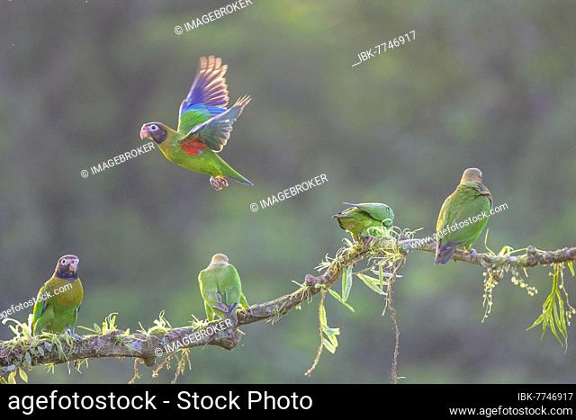 Brown-hooded parrots (Pyrilia haematotis) sitting on branch, Laguna del Lagarto Eco-Lodge, San Carlos, Alajuela Province, Costa Rica, Central America