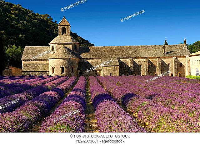 The 12th century Romanesque Cistercian Abbey of Notre Dame of Senanque ( 1148 ) set amongst the flowering lavender fields of Provence near Gordes, France