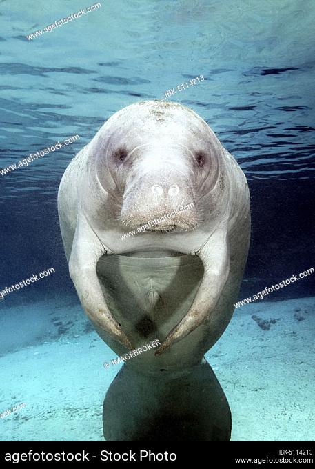 West Indian manatee (Trichechus manatus), female, cow, Three Sisters Springs, Manatee Sanctuary, Crystal River, Florida, USA, North America