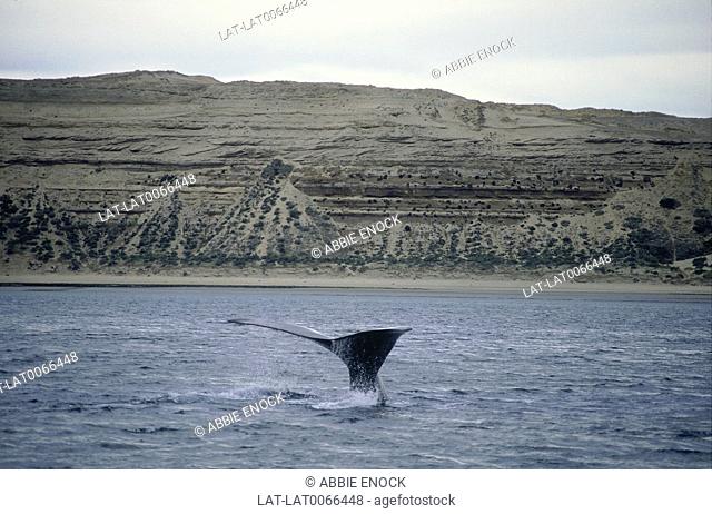 Reserva Faunistica Peninsula Valdes. Chubut region. Whale-watching site. View of tail of whale above water
