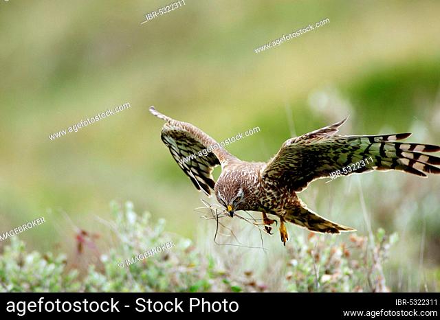 Hen Harrier (Circus cyaneus), female, with nesting material, Texel, Netherlands
