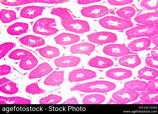 Microscopy photography. Testis, seminiferous tubules, cross section