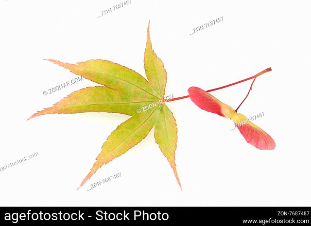 Faecherahorn; gruener, Acer, palmatum, Osakazuki