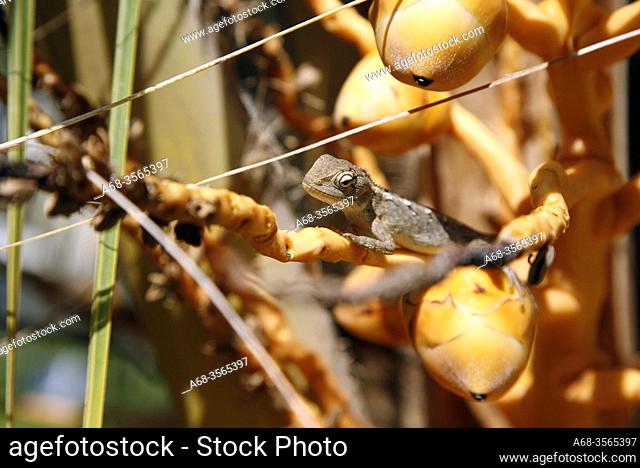 A small lizard in a coconut palm with small coconuts. Oman. Photo: André Maslennikov