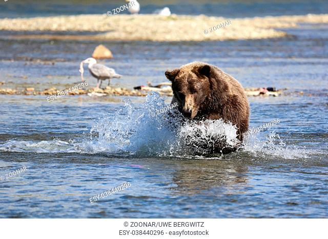 Alaskan brown bear (grizzly bear) fishing for Sockeye salmon, seagull with fish in the background, M
