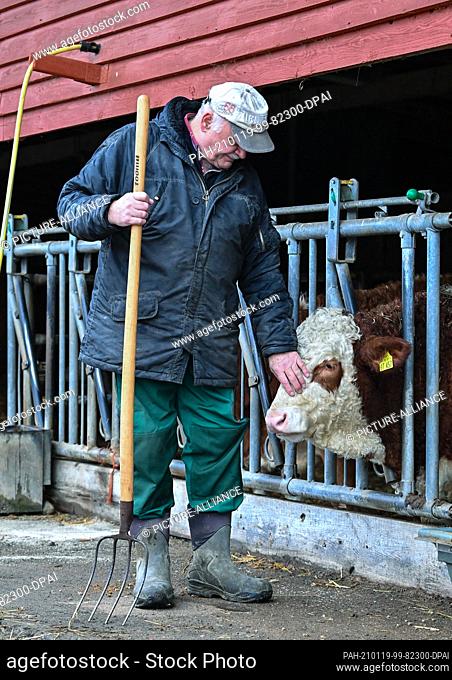 19 January 2021, Brandenburg, Löhme: Hans-Ulrich Peters, farmer, stroking one of his Simmental cattle. On 20 and 21 January