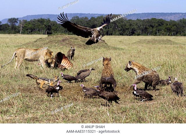 Hooded vultures (Necrosyrtes monachus) and White-backed vultures (Gyps africanus) being chased by Spotted hyenas (Crocuta crocuta) and Black-back jackals (Canis...