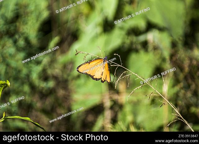 Plain tiger (Danaus chrysippus) butterfly. Tsavo National Park, Kenya, Africa