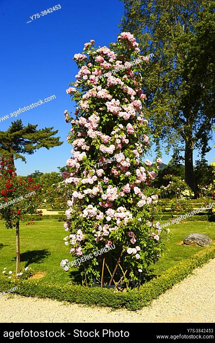 Bois de Boulogne, Parc de Bagatelle, rose garden and orangery. Bagatelle Parc, Paris, France