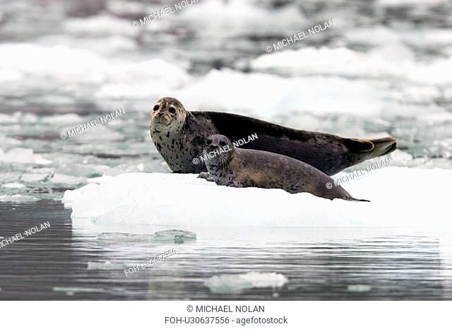 Harbor Seal Phoca vitulina mother and pup on ice near Dawes Glacier in Endicott Arm, Southeast Alaska, USA