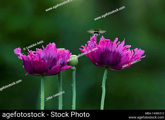 a bumblebee flies to a purple flower of the ornamental poppy (Papaver), Germany