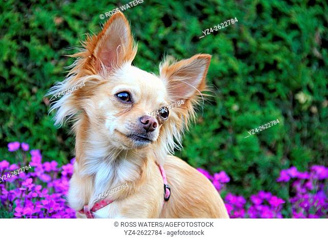 A chihuahua outdoors in a garden