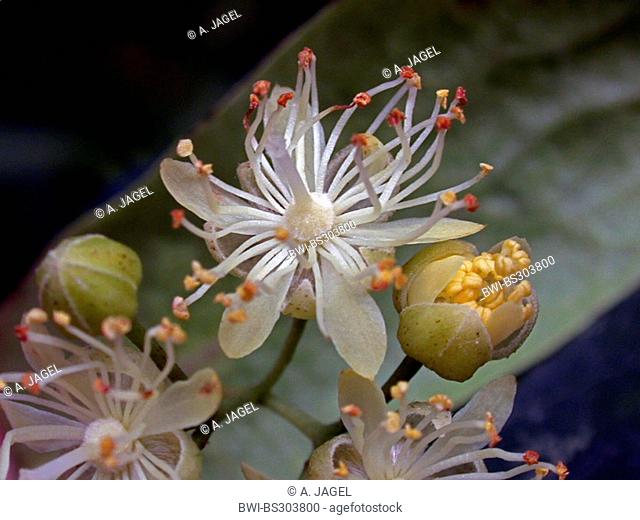 Tilia oliveri (Tilia oliveri), flowers and buds