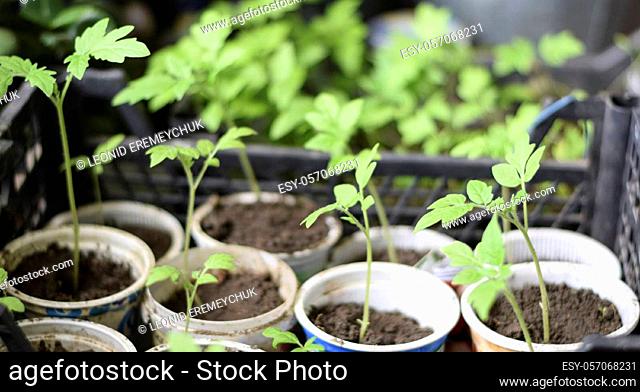 Seedlings of tomato vegetables in glasses. Preparation for transplantation in the greenhouse. Growing tomato