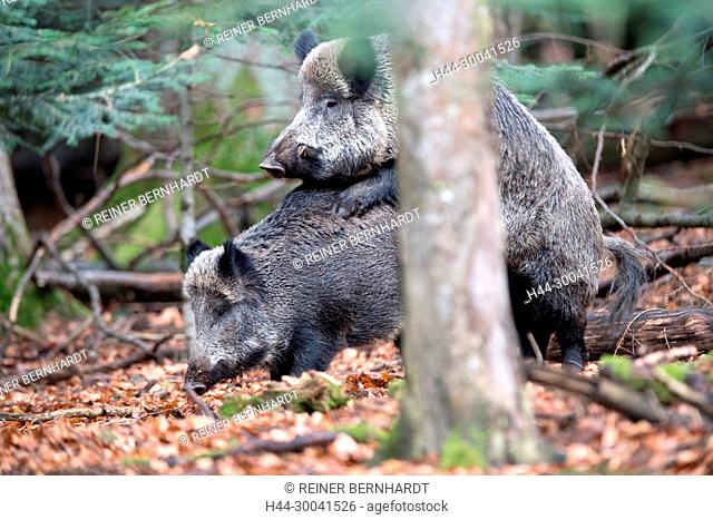 Aufreiten, pigs, beech mast, beech forest, Copula, real pigs, cloven-hoofed animals, mating, mating act of wild boars, sow, making a mess