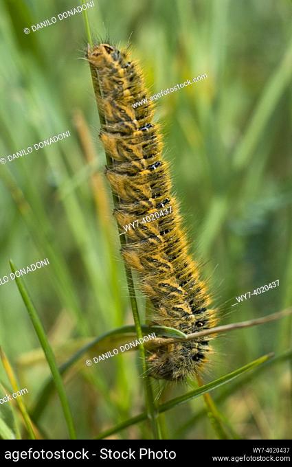 lasiocampa trifolii caterpillar, gromo, italy