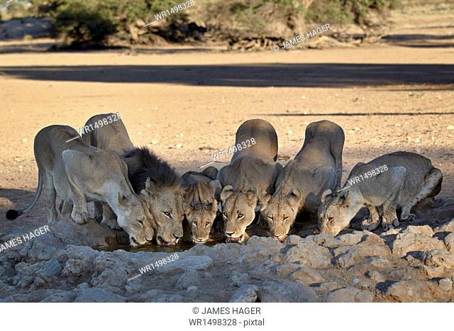 Lion (Panthera leo) family drinking, Kgalagadi Transfrontier Park, encompassing the former Kalahari Gemsbok National Park, South Africa, Africa