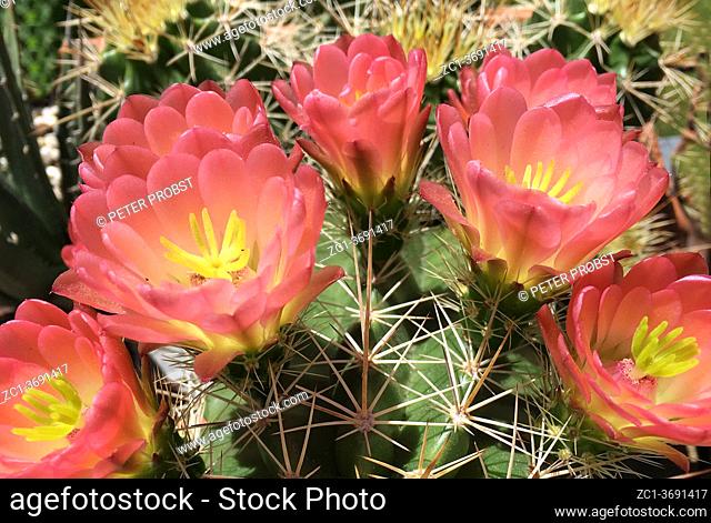 Flowering cactus Echinocereus coccineus from the Jarmila mountains in New Mexico - United States. of America